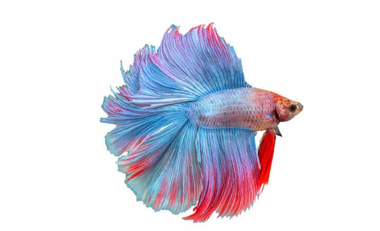 Divkāršā aste Betta