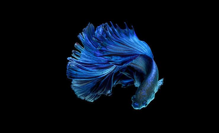Zilā Betta zivs