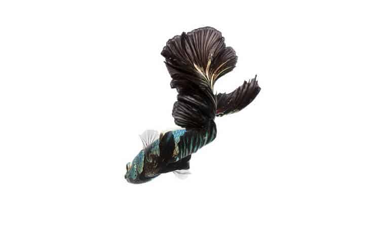 Melnā orhideja Betta