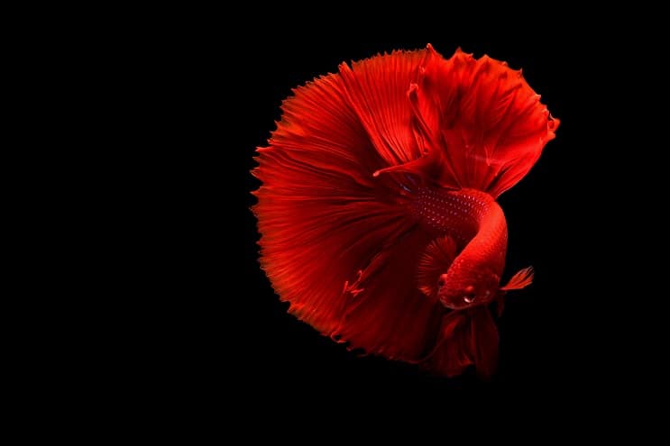 Sarkanā Betta zivs