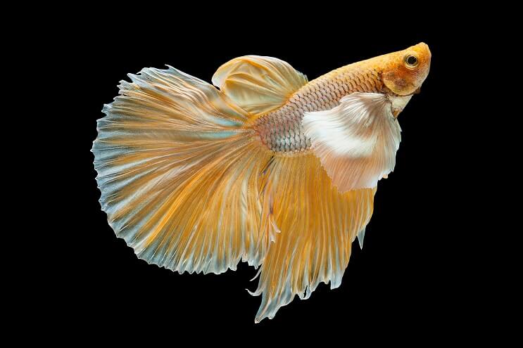 Dzeltenā Betta