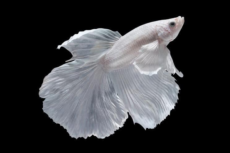 Balta Betta