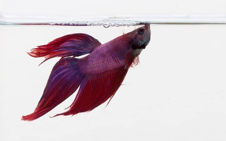 Violeta Betta