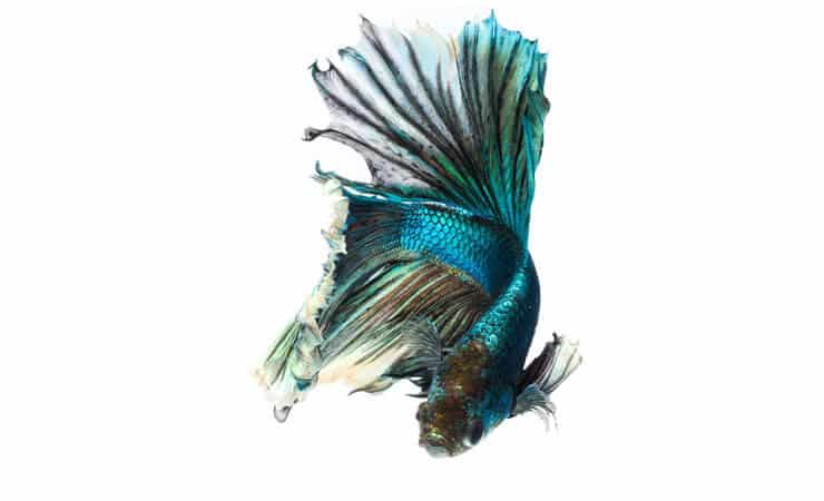 Zaļā Betta zivs