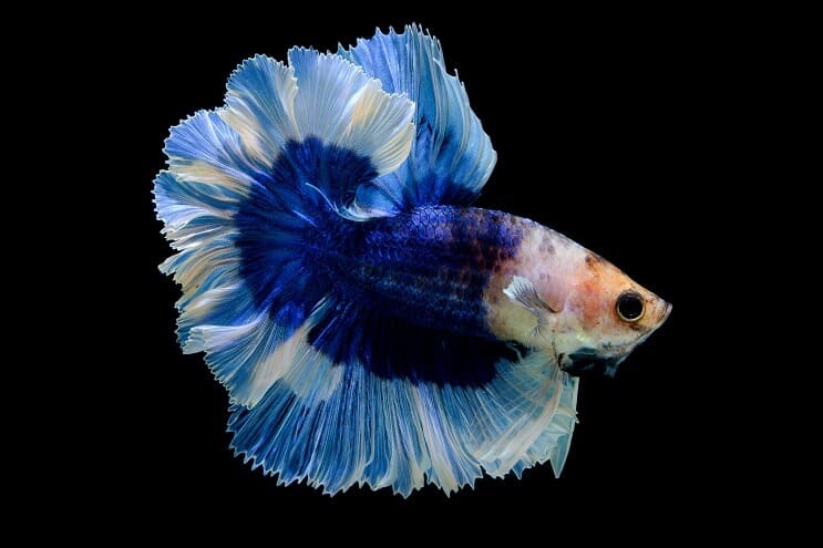 Tauriņš Betta