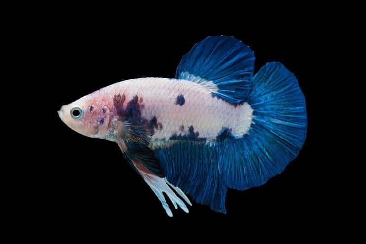 Marmors Betta