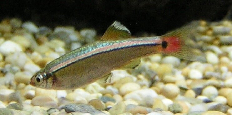 White Cloud Mountain Minnow pārskats