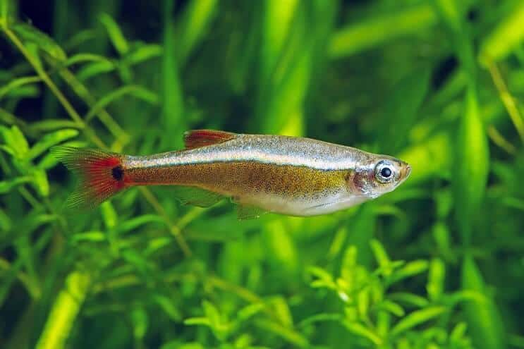 Baltā mākoņa kalna Minnow parādīšanās
