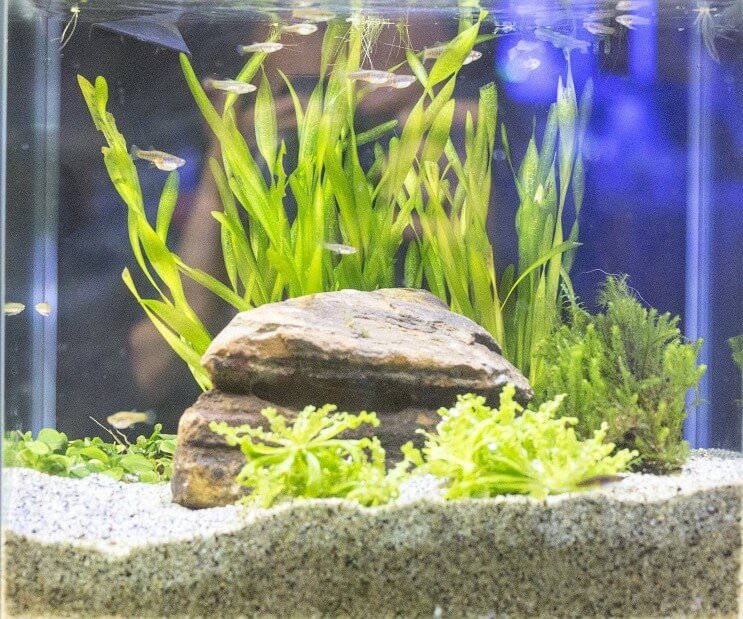 Baltā mākoņa kalna Minnow tvertnes apstākļi