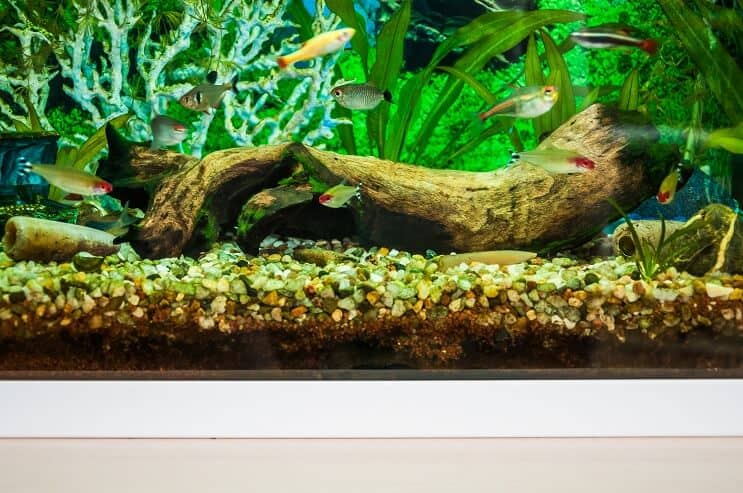 Baltā mākoņa kalna Minnow tanku biedri