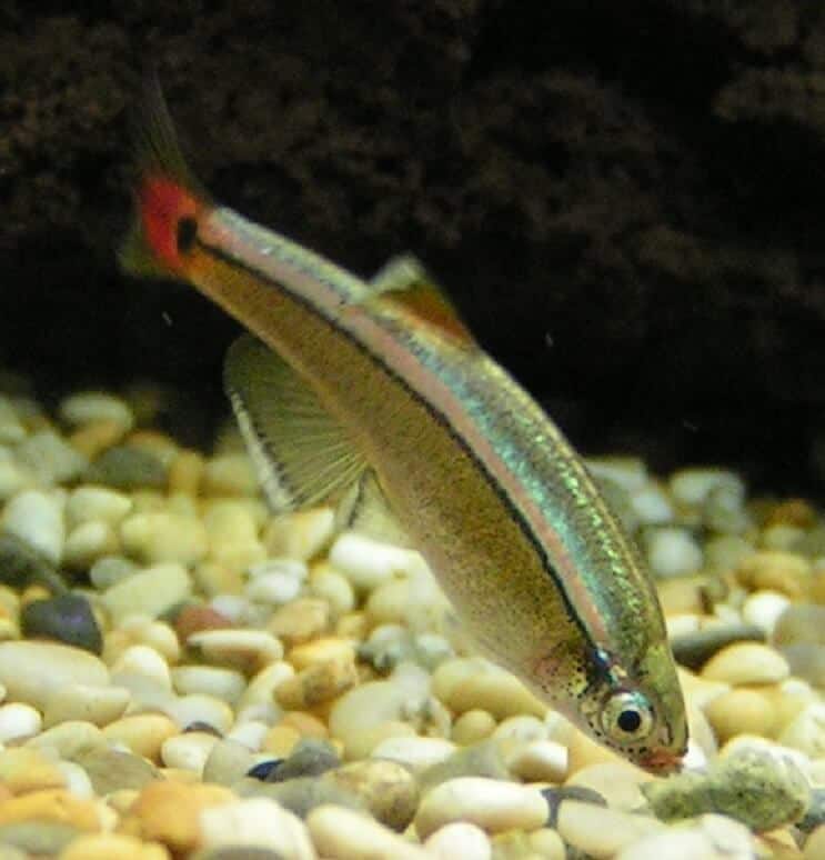Baltā mākoņa kalnu Minnow diēta