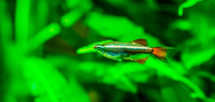 Baltā mākoņa kalns Minnow
