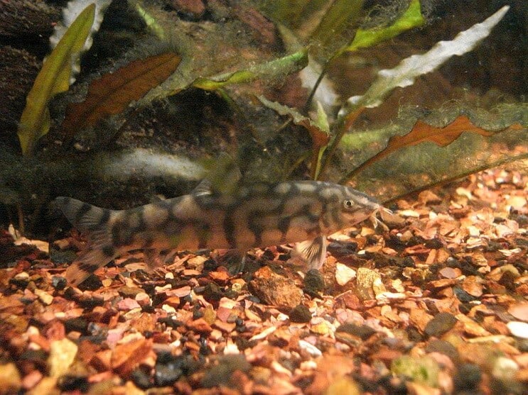 Yoyo Loach ēd