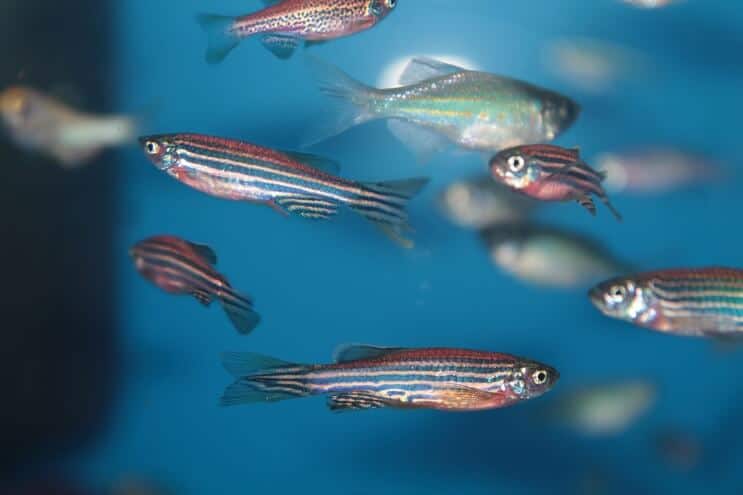 Zebras Danio tvertnes biedri