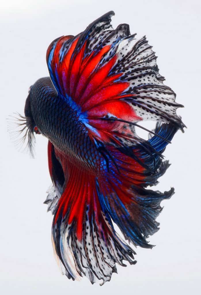 Betta Zivis