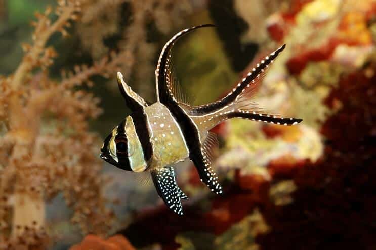 Banggai kardināls