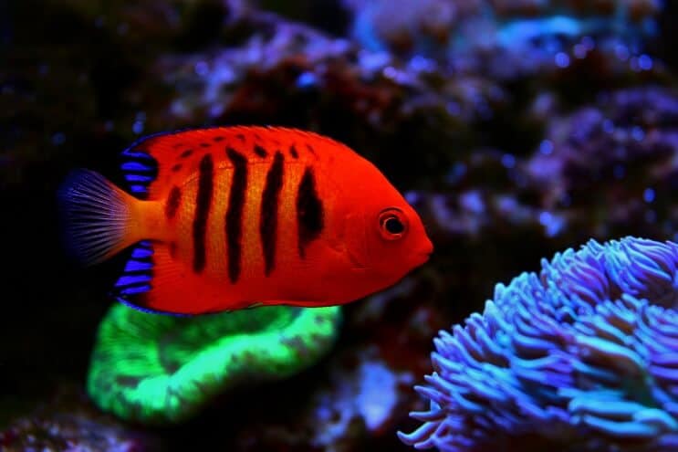 Liesma Angelfish