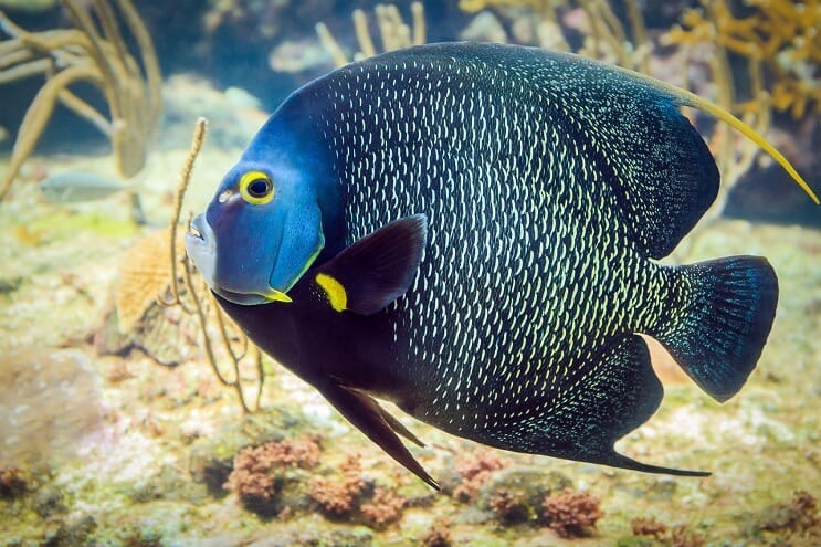 Franču Angelfish