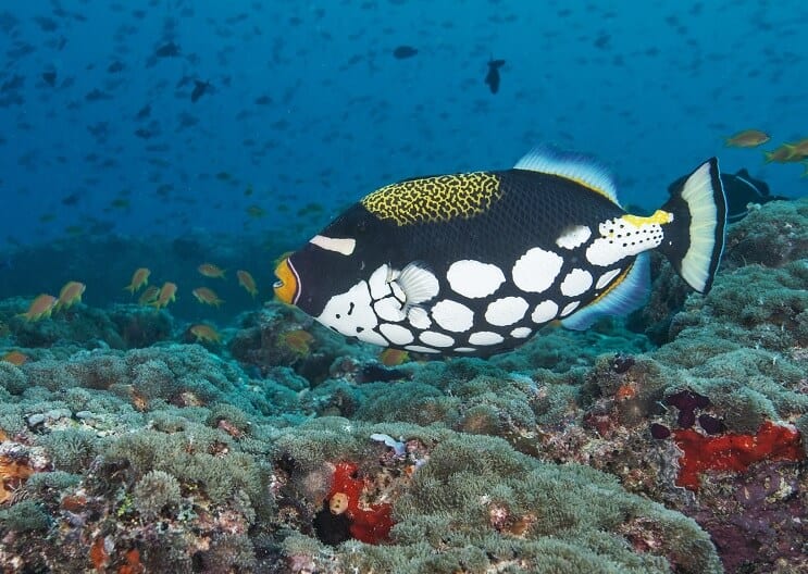 Klauns Triggerfish