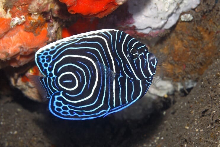 Nepilngadīgais imperators Angelfish