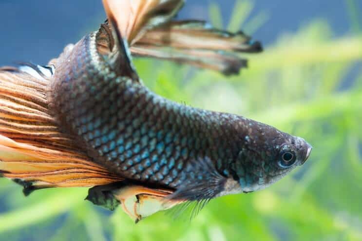 Sieviete Betta Fish