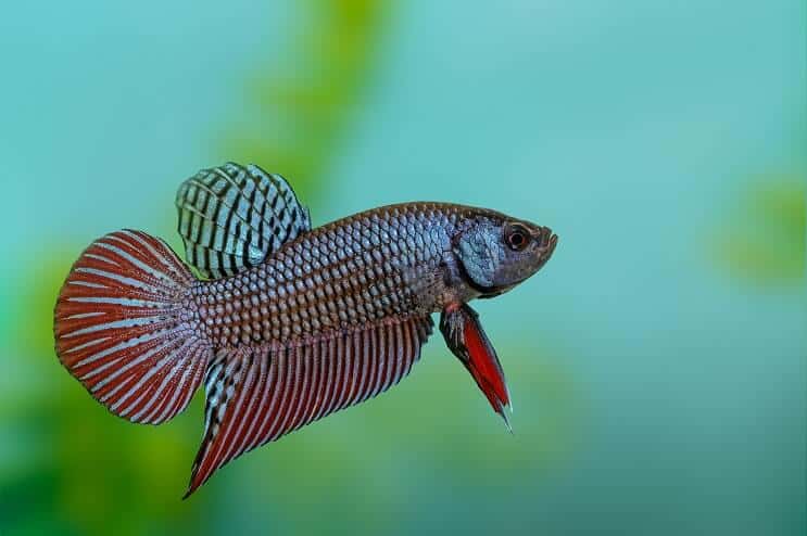 Betta Zivis