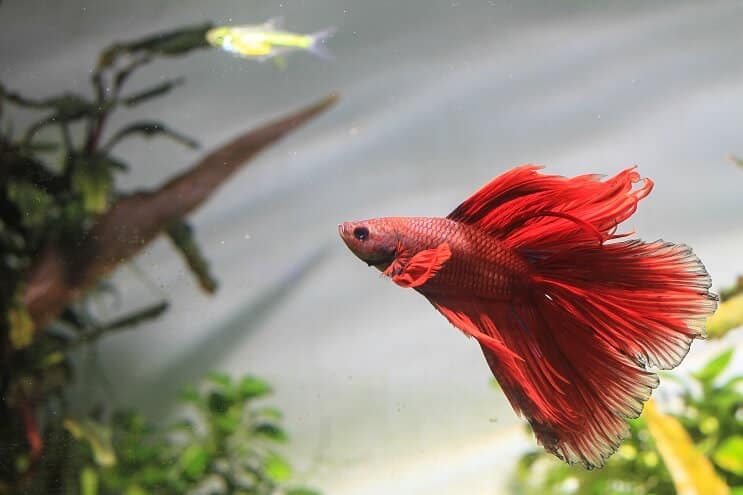 Betta zivju peldēšana