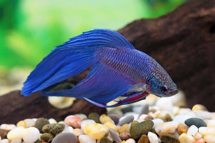 Zilā Betta
