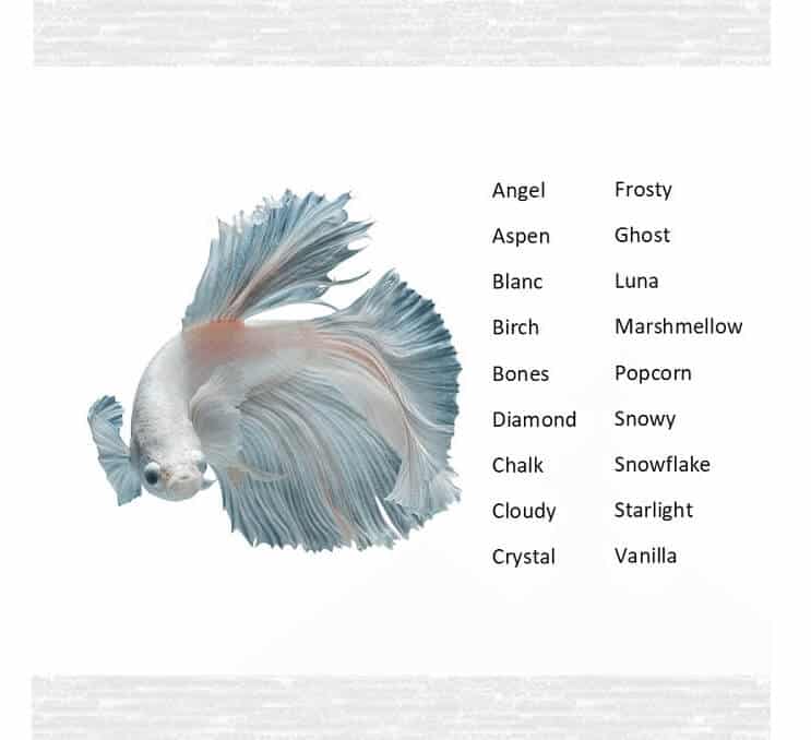 Betta zivju nosaukumi
