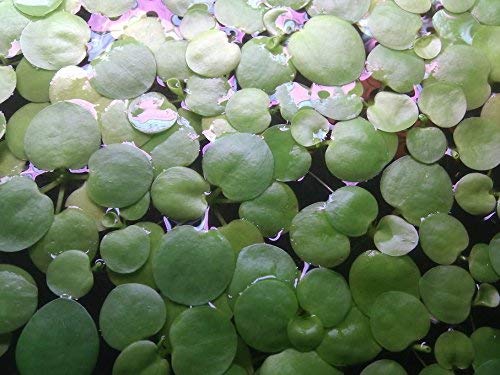 SoShrimp 20+ Augi Amazon Frogbit - Live Freshwater Aquarium Floating Plant