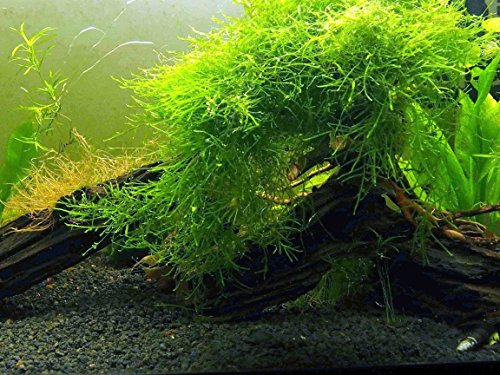 Ūdens mākslas Java sūnas (liela 25 kvadrāt collu daļa) saldūdens akvārija augi Java Moss Live augs akvārijam | Akvārija augi dzīvo | Pāri labi ar Marimo Moss bumbiņām stādītajā akvārijā