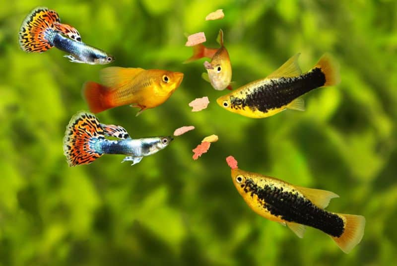 Vai Guppies un Platies var krustot?