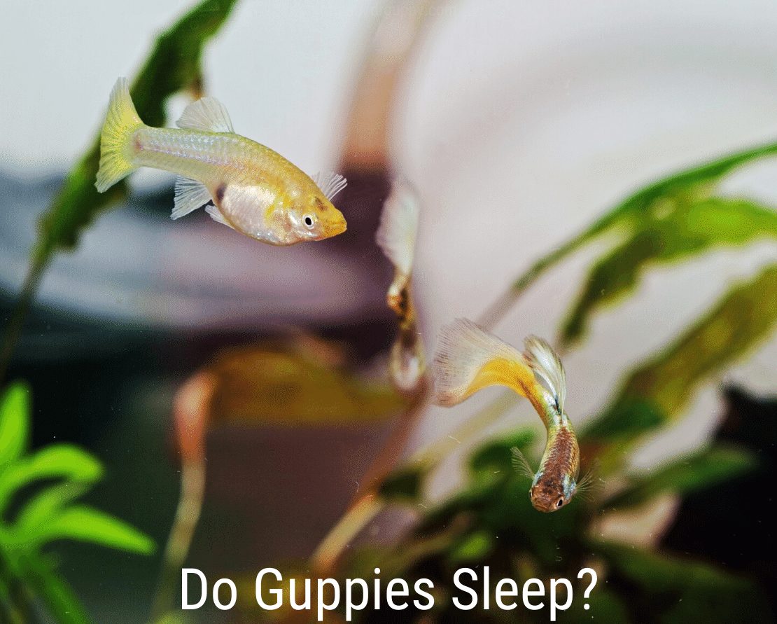 Vai gupiji guļ?