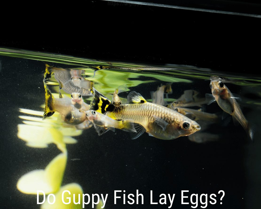 Vai Guppy Fish dēj olas?