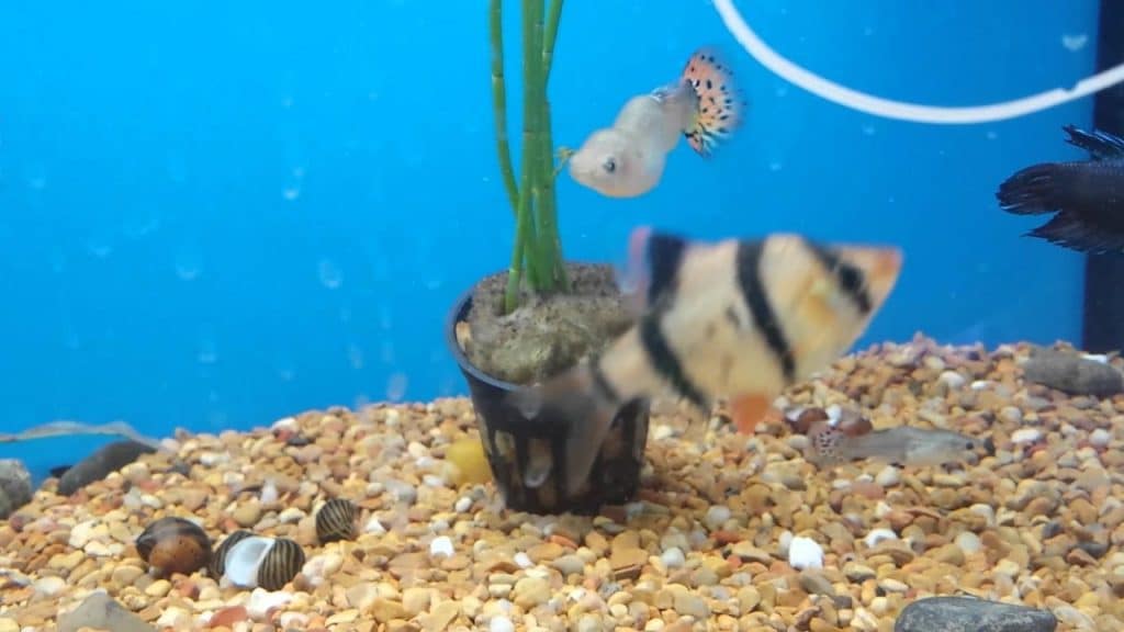 Guppy Bent mugurkauls - skolioze un tuberkuloze