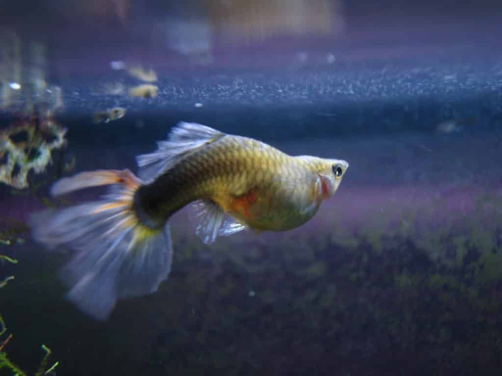 Guppy Fish Dropsy - cēloņi un iespējamā ārstēšana