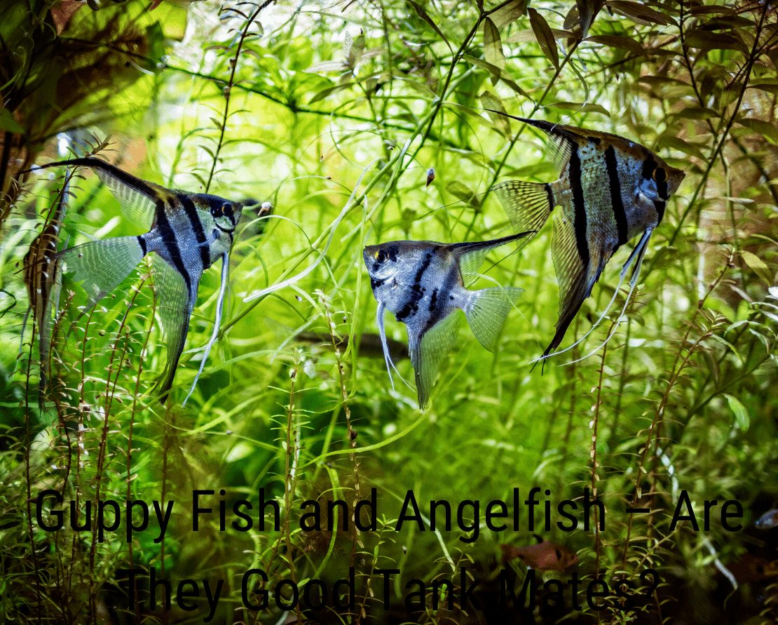 Guppy Fish un Angelfish - vai viņi ir labi tanku biedri?