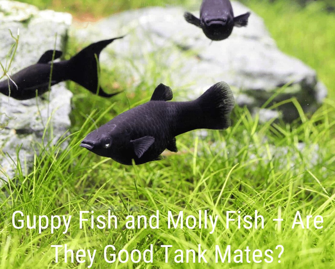 Guppy Fish un Molly Fish - vai viņi ir labi tvertņu biedri?