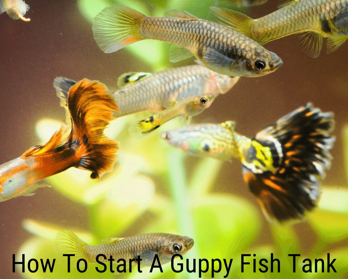 Kā sākt Guppy zivju tvertni?