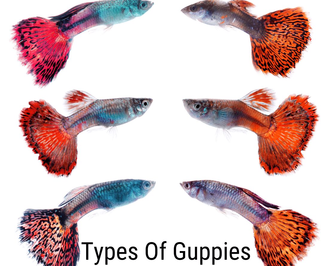 Guppy veidi: Viss, kas jums jāzina