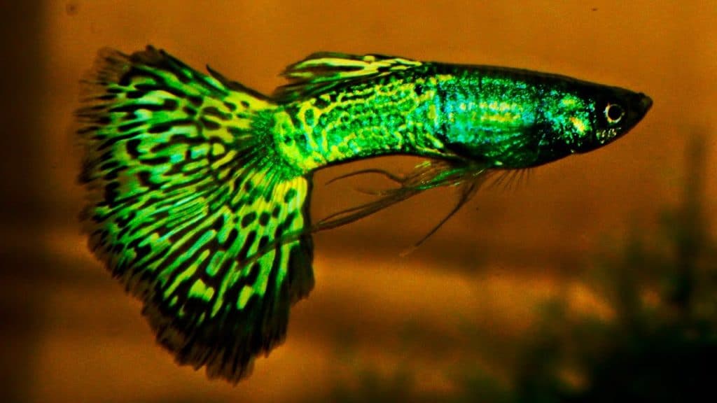 Zaļais metālists Cobra Guppy