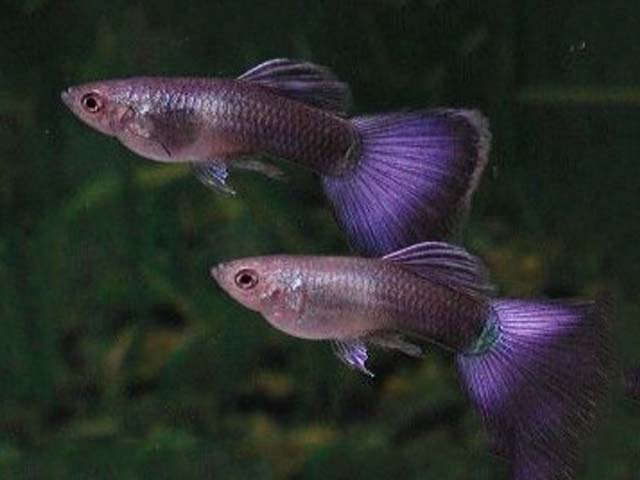 Violetie gupiji.