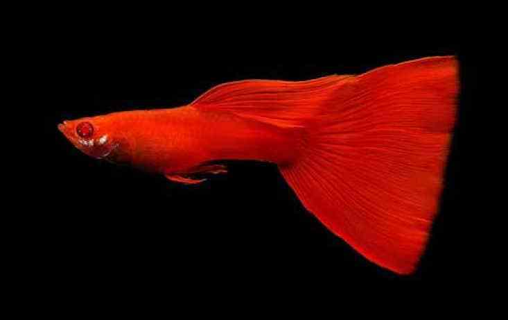 Pilns sarkanais Albino Guppy.