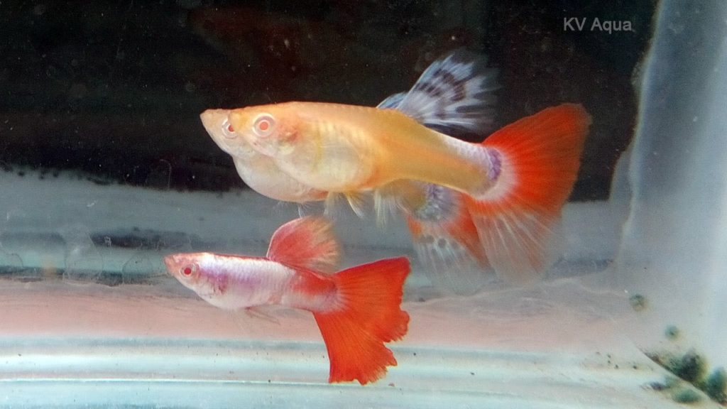 Sarkanā astīte Albino Guppy