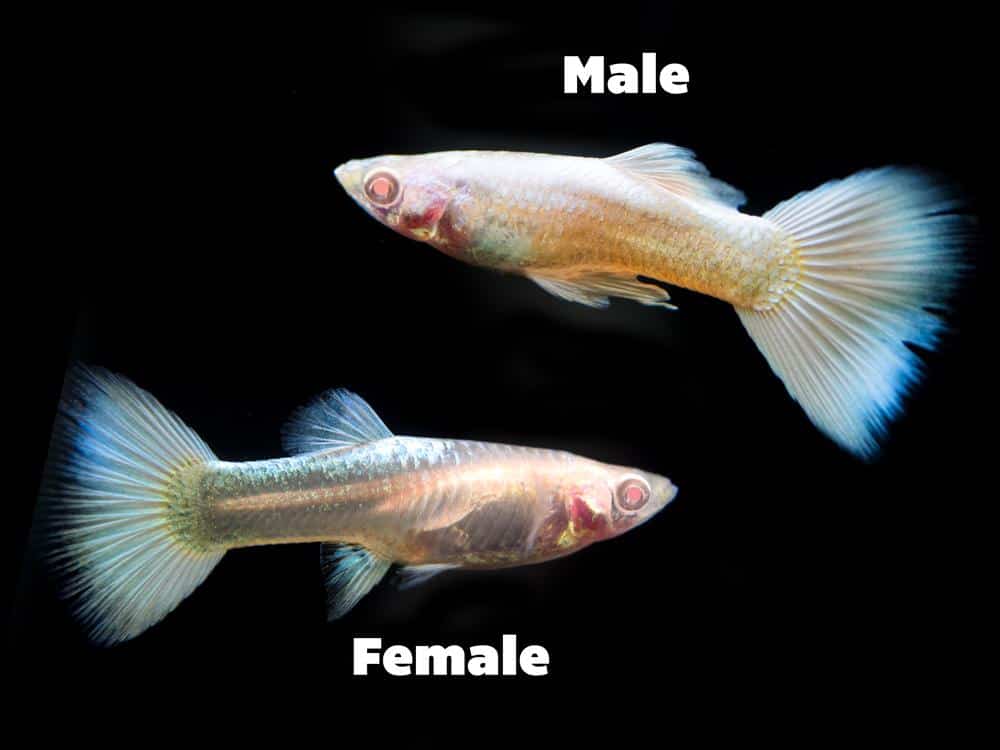 Platīna Albino Guppy.