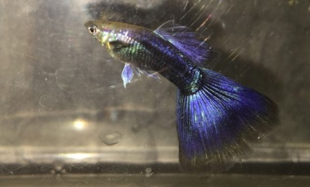 Half Black Purple Guppy