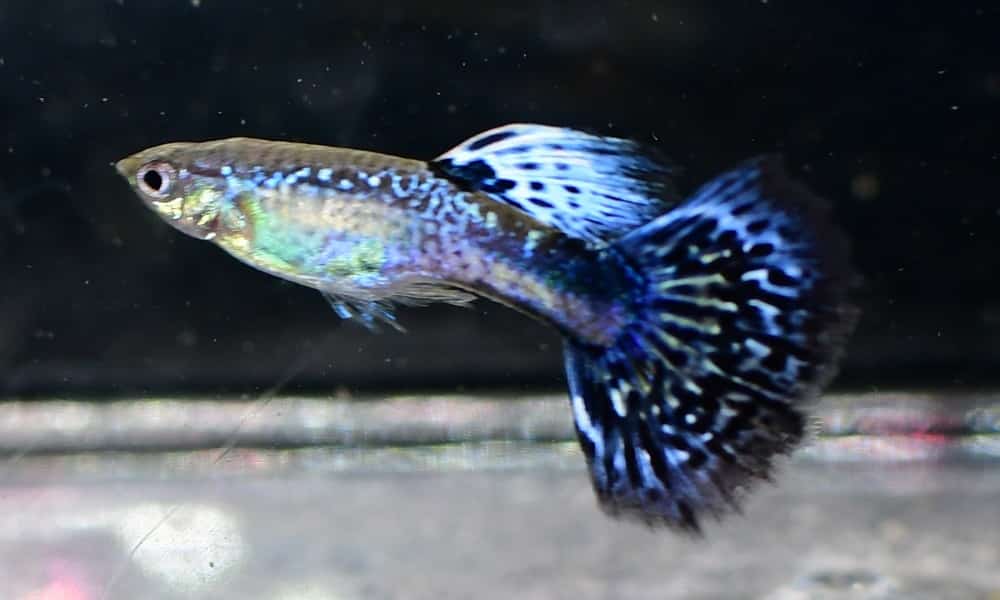 Violeta Kobra Gupija.
