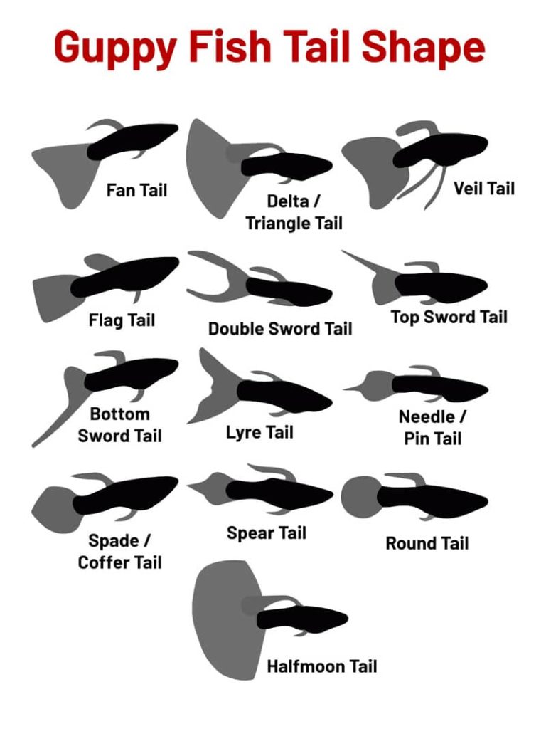 Guppy FIsh astes formas.