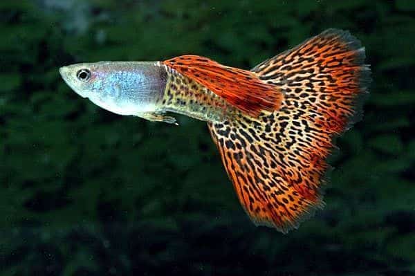 Leoparda astes kucēns.