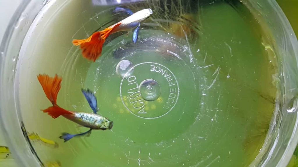 Platīna firetail guppy